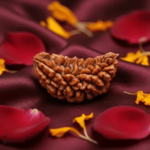 1 Mukhi Nepali Rudraksha