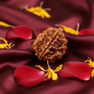 2 Mukhi Nepali Rudraksha