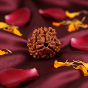 3 Mukhi Nepali Rudraksha