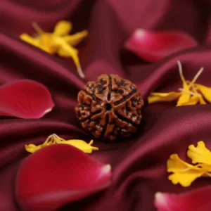 6 Mukhi Nepali Rudraksha
