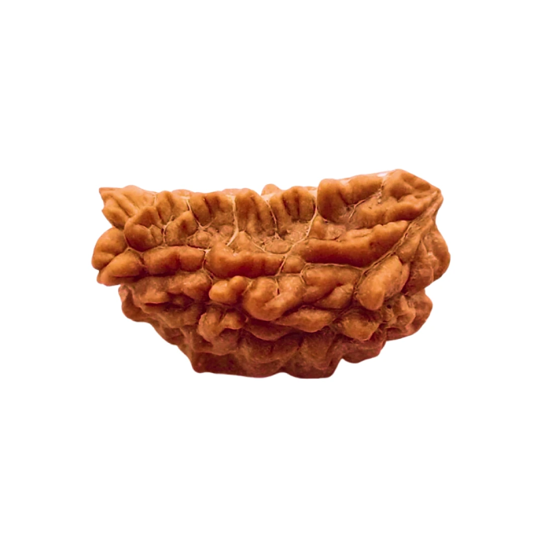 Ek Mukhi Rudraksha