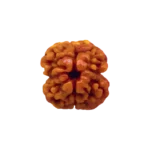 2 Mukhi Rudraksha