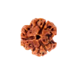3 Mukhi Rudraksha