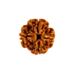 4 Mukhi Rudraksha